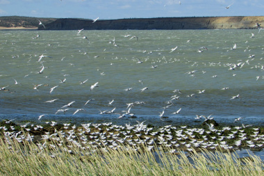 Río Grande celebrará la llegada de las aves playeras migratorias a la Reserva Costa Atlántica