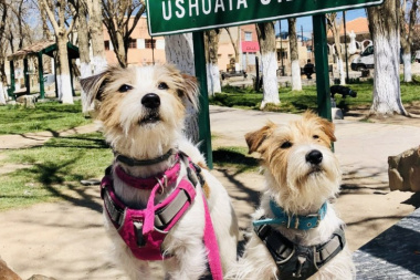 Recuerdan cómo tramitar el certificado para viajar con mascotas desde o hacia Tierra del Fuego