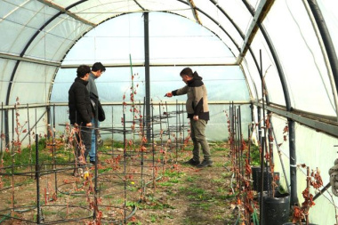 El viñedo más austral del planeta avanza a orillas del Canal Beagle