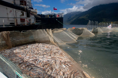El diario británico The Guardian expone el costo humano de la industria del salmón en Chile