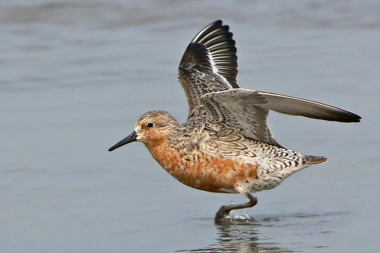 Presentan ‘Moonbird’ en Río Grande, el corto animado sobre la historia del playero rojizo B95