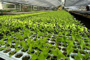 Este año se entregarán 2 millones de plantines de verduras a productores de Río Grande