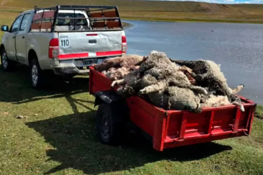 Una jauría de perros mató a más de 130 corderos en la Misión Salesiana: “El trabajo de todo el año se tiró a la basura”