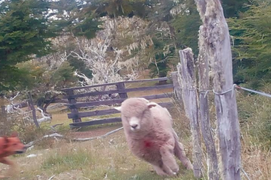 Perros asilvestrados: “Lamentablemente se va a tomar conciencia cuando muera un niño”