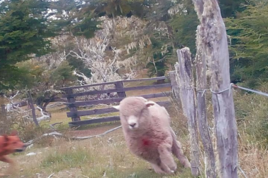 Proponen la emergencia ambiental y productiva por los perros asilvestrados en Tierra del Fuego