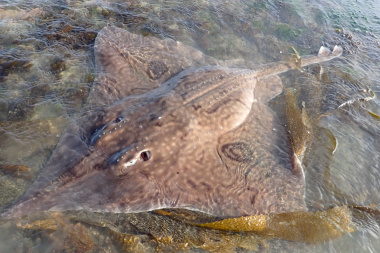 Tiburones, rayas y quimeras: la expedición que abre el mapa marino en Tierra del Fuego