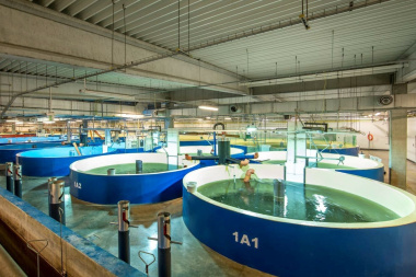 Sin jaulas en el mar: el municipio patagónico que empuja un ambicioso proyecto de salmón