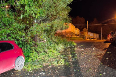 Caída de árboles, cables y voladura de techos, lo que dejó el alerta por fuertes vientos en Ushuaia