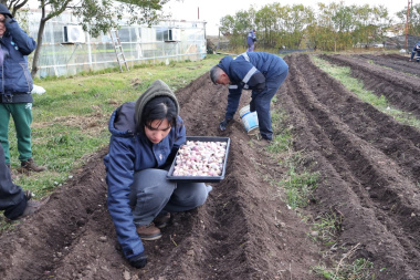 La empresa municipal ‘Río grande Activa’ avanza en la resiembra de los ajos violetas fueguinos
