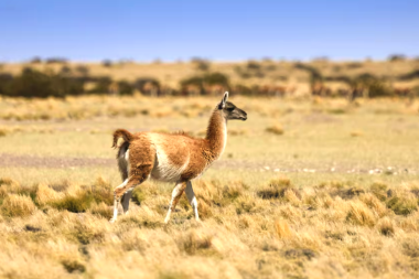 Ante la caída del consumo de carne vacuna, crecen las alternativas y se abre el debate por el guanaco en Tierra del Fuego