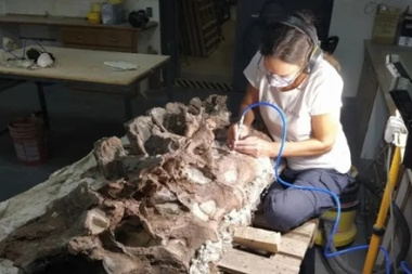 "Bicharracosaurus": una nueva especie de dinosaurio fue descubierta en Chubut