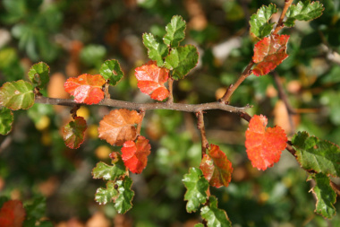 El ñire, un árbol fueguino que ahora se destaca por su poder antioxidante