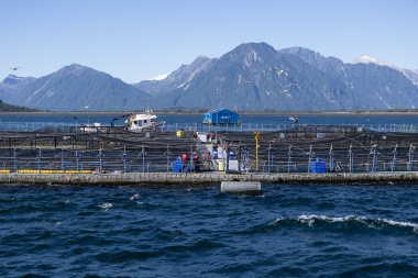 Salmoneras en Tierra del Fuego: ambientalistas fueguinos presentarán un amparo colectivo