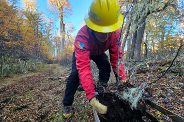 Avanza la reforestación en la zona de la reserva ‘Corazón de la Isla’ afectada por un incendio en 2022