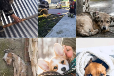 Bomberos Voluntarios de Río Grande lanzan una campaña para proteger a las mascotas durante el invierno