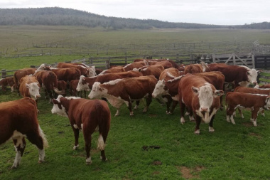 Investigan el robo de 45 animales en la estancia María Behety