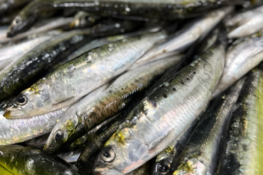 Autorizan un proyecto de pesca experimental de sardina en Santa Cruz y Tierra del Fuego