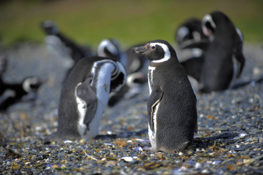 Alertan que los pingüinos papúa de Tierra del Fuego están en riesgo por el aumento de temperaturas