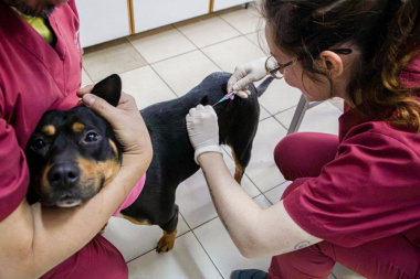 Más de 170 vacunas aplicadas y cuatro adopciones en una nueva jornada de bienestar animal
