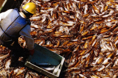 Milla 200 bajo presión: alertan que flotas extranjeras ya capturan hasta cuatro veces más que toda la pesca argentina