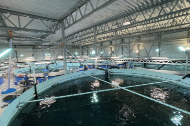 Proyectan una planta salmonera que podría generar 250 puestos de trabajo en Río Grande