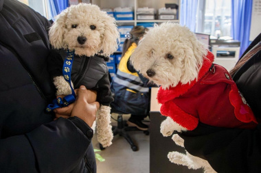 Invierno en Río Grande: los cuidados que necesitan perros y gatos