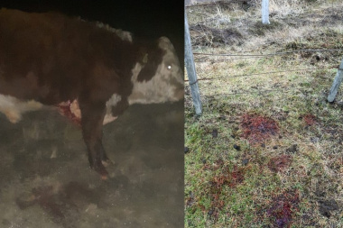 Faena clandestina en Cabo Domingo: hirieron a un toro, escaparon y volvieron de madrugada para matarlo