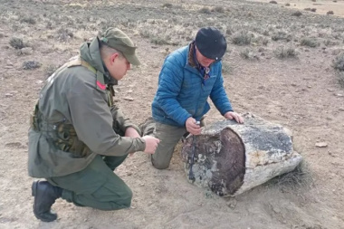 Hallaron tres bosques petrificados de 50 millones de años en Río Negro que revelan una Patagonia desconocida