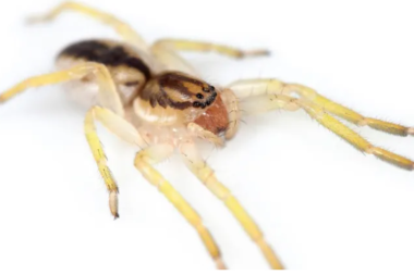 Descubrieron una extraña 'araña fantasma' en Isla de los Estados