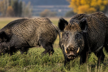 Río Negro impulsa una ley para habilitar la venta de carne de jabalí y guanaco en el mercado formal