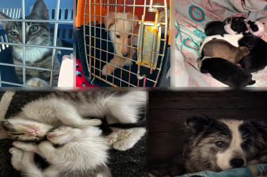Protectora acumula más de $1 millón de deuda a veterinarias por rescatar animales abandonados en Río Grande
