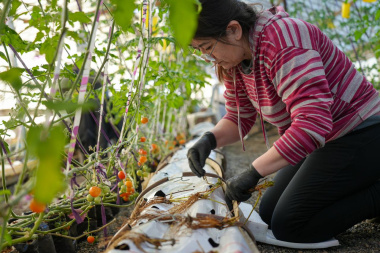Río Grande avanza en la producción local de frutillas