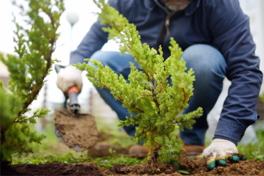 Recuerdan que está vigente el descuento en impuestos por plantar árboles en las veredas de Río Grande