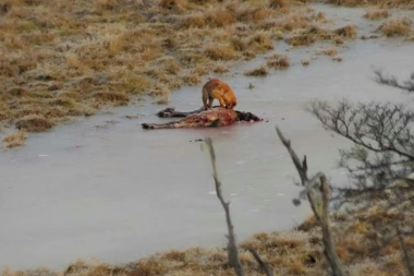 Las jaurías de perros asilvestrados crecieron más de 200% en cinco años en Tierra del Fuego