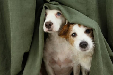 Río Grande busca hacer obligatoria la castración de perros y gatos y endurecer las multas