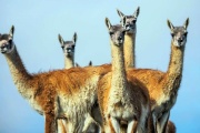 Un estudio aborda la puja entre el ganado vacuno y el guanaco por el pastoreo en los campos fueguinos