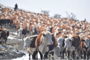 “Se nos ha mentido”: fuerte enojo de productores patagónicos contra el Gobierno en medio de una dura medida de Chile
