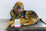 Anuncian una nueva jornada de vacunación antirrábica de mascotas en Río Grande