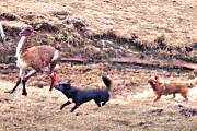 Los perros de nadie: el imparable fenómeno que tiene en jaque a Tierra del Fuego