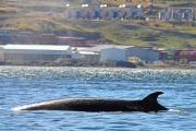 Cada vez hay más avistamientos de ballenas en el Canal Beagle
