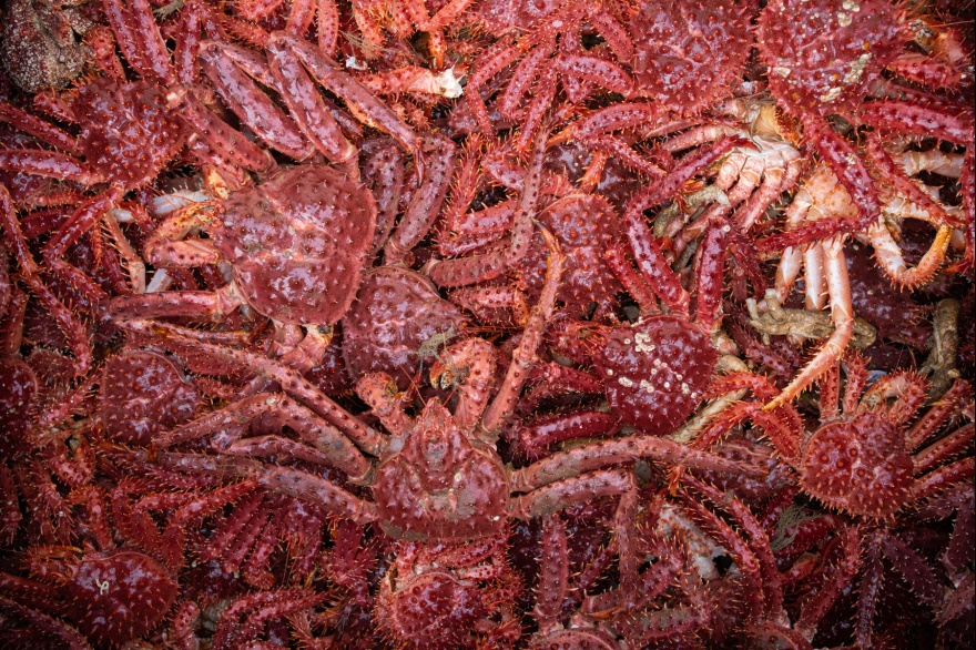 La falta de centollas en Tierra del Fuego es resultado de 20 años de sobrepesca