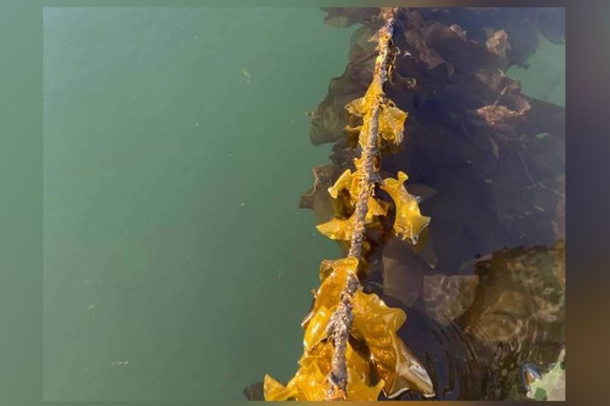 Proponen siembra de macroalgas en Tierra del Fuego