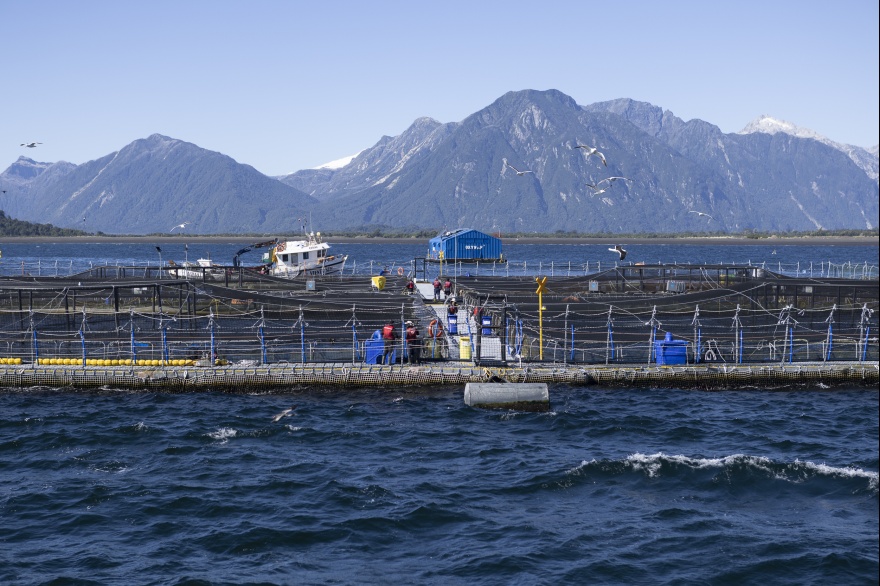 La polémica industria del salmón en Chile y por qué preocupa su expansión en Tierra del Fuego