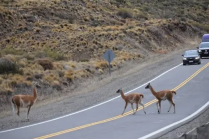 Guanacos en las rutas: "Hay que reflexionar sobre la velocidad a la que andamos"