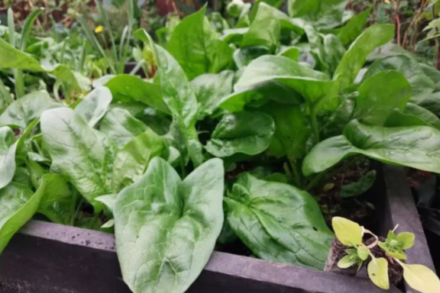 Cultivar en Tierra del Fuego: claves para producir en condiciones extremas
