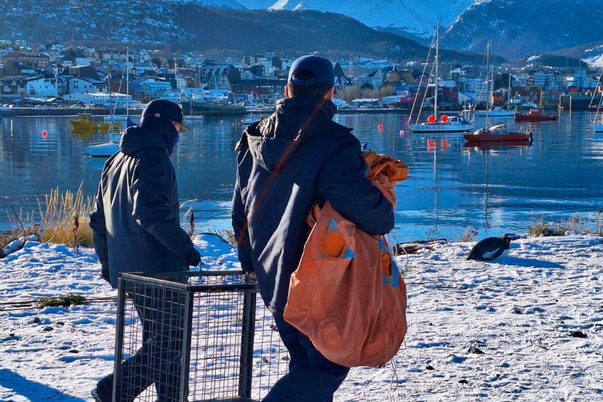 Pingüino Rey en cercanías de la Bahía de Ushuaia: “La mejor forma de cuidar la fauna es respetar su espacio”