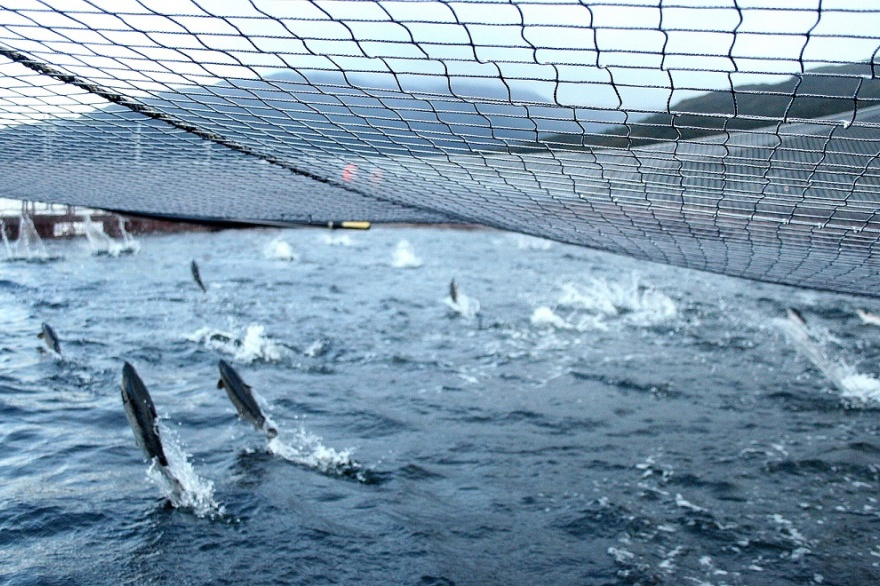 El CADIC vuelve a advertir sobre los riesgos de cultivar salmones en Tierra del Fuego