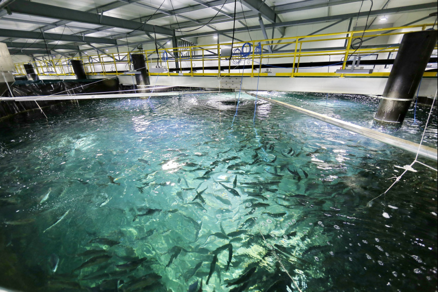 El proyecto libertario para modificar la ley antisalmoneras se vuelve a tratar el próximo lunes