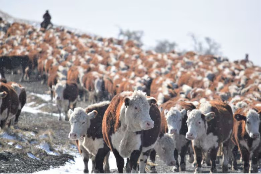 “Se nos ha mentido”: fuerte enojo de productores patagónicos contra el Gobierno en medio de una dura medida de Chile