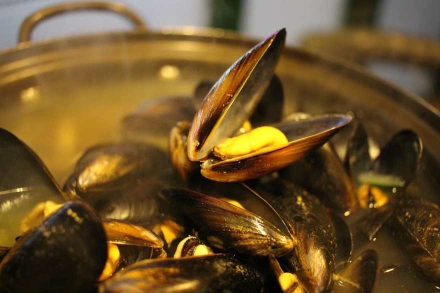 Proyectan expandir el cultivo de mejillones hacia Río Grande